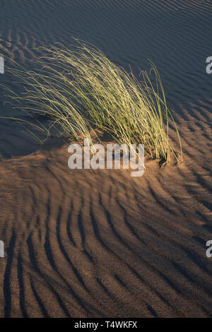 Sand Dune Muster, Rincon Chico, die Halbinsel Valdes, Patagonien, Argentinien Stockfoto