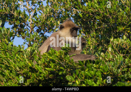 Getuftete Grau Langur. Semnopithecus priam. Einzelne Erwachsene im Baum. Sri Lanka. Stockfoto