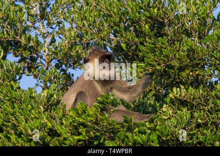 Getuftete Grau Langur. Semnopithecus priam. Einzelne Erwachsene im Baum. Sri Lanka. Stockfoto