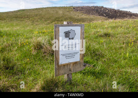 Beachten Sie nicht die Schafe anmelden Skutustadagigar pseudokrater Bereich auf die verbleibenden Feuchtgebiete der See Mývatn Gebiet in Island entfernt Stockfoto