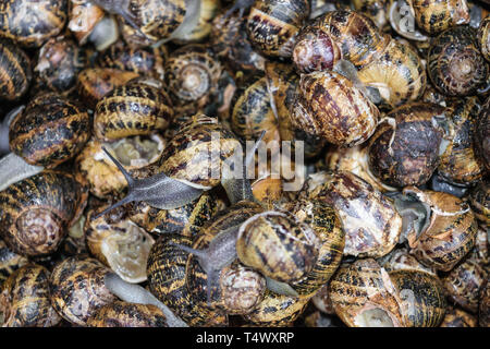 Hintergrund der lebende Schnecken in den lokalen Fischmarkt in Athen, Griechenland. Schnecke in das Center liegt in der Fokussierung der Kamera Stockfoto