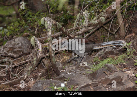 Eine weibliche Super Leierschwanz-vogels kratzen für Essen am Morgen in der Nähe von Jenolan Caves, Blue Mountains National Park, Sydney, Australien im April 2019 Stockfoto