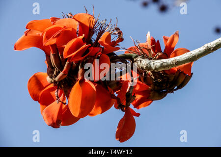 Erythrina caffra Küste Coral Tree Nahaufnahme Blume Stockfoto