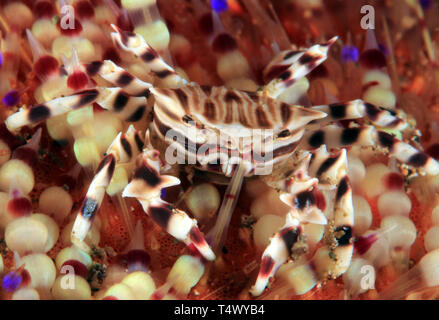 Zebra Seeigel Krabbe (Zebrida adamsii) in einem Fire Urchin. Anilao, Philippinen Stockfoto