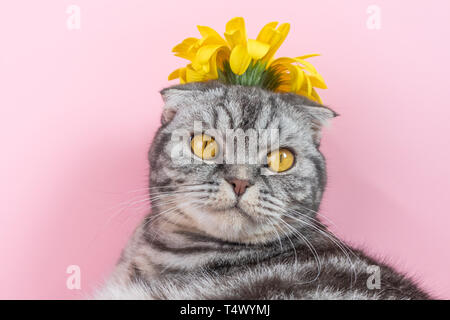 Graue Katze Rasse Scottish Fold close-up mit einem gelben Blume auf einem rosa Hintergrund. Ein lustiges Foto von einem süßen Haustier. Stockfoto