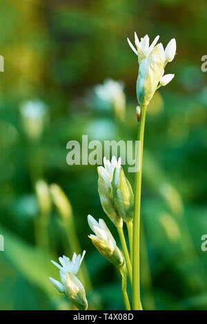Eine Nahaufnahme einer Blüte der Bärlauch auf der Wiese und im Wald auf einem sonnigen Frühlingstag Stockfoto