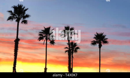 Farbenfroher Sonnenuntergang über Palmen in Barcelona Stockfoto