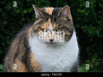 Weibliche tabby Kreuz schildpatt Katze Nahaufnahme des Kopfes Stockfoto