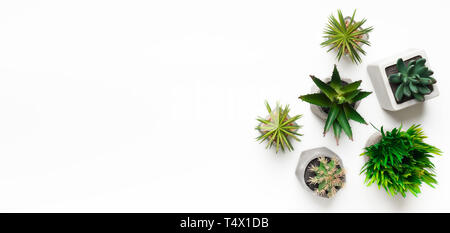 Mini sukkulenten Pflanzen in Töpfen auf weißem Hintergrund Stockfoto