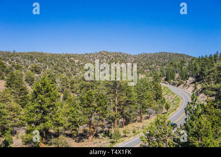 Wald von mountain pine Bäume neben einer leeren Autobahn in Kalifornien stehen. Stockfoto