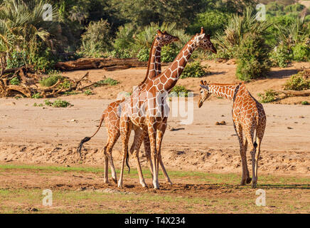 Netzgiraffe Giraffa Camelopardalis reticulata lustige Gruppe drei Tanz sway twirl Samburu National Reserve Kenia Ostafrika lange Beine und Hals Stockfoto
