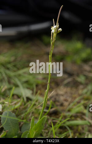 Haarige Rock - Kresse, Arabis hirsuta Stockfoto