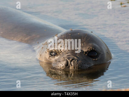 Südliche Elephant Seal pup (Mirounga leonina leonina) ruhen in tide pool, Peninsula Valdes, Argentinien, fliegt auf den Augen Stockfoto