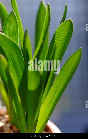 Die jungen Blätter von hyacinthus Blüte im Frühjahr Stockfoto