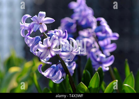 Hyacinthus Blumen blühen im Frühjahr Stockfoto