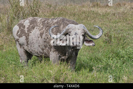 Kap oder Afrikanischer Büffel (Syncerus Caffer) Nach einem Schlamm wälzen. Dies kann Abkühlung an einem heißen Tag, sondern hilft auch, die Insekt verhindern beißt. Stockfoto