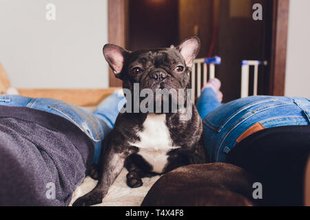 Französische Bulldogge sitzen auf der Couch - horizontale Hund. Stockfoto