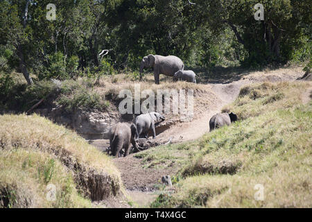 Eine matriarchalische Familie der Afrikanischen Elefanten (Loxodonta africana), ein Wasserloch. Ein Elefant ist Gewinnung von Mineralien aus dem Boden mit einem Tusk. Stockfoto