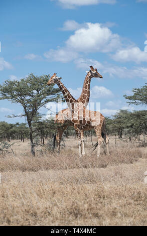Giraffe (Giraffa camelopardalis reticulata), Ol Pejeta Conservancy, Kenia Stockfoto