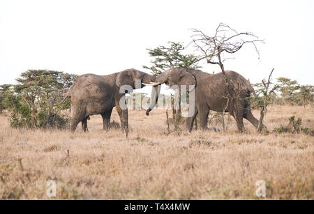 Zwei junge männliche Afrikanische Elefanten (Loxodonta africana) sparring Stockfoto