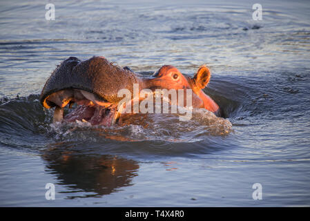 Flusspferd (Hippopotamus amphibischen) Drohung posieren Stockfoto