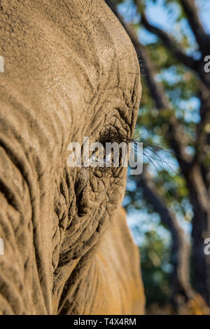 African Bush Elephant portrait Stockfoto