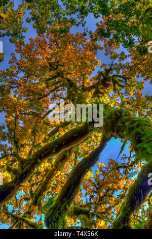 Bigleaf Maple (Acer macrophyllum) im Herbst Farbe Stockfoto