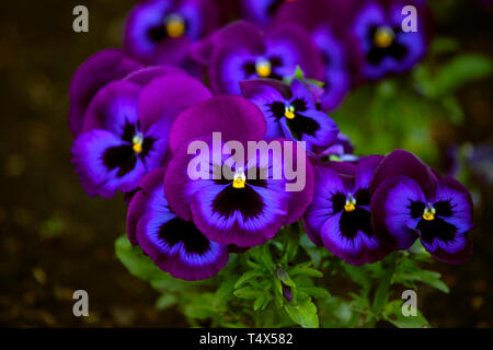 Lebendige, saftige Farbe, intensive Farbe Lila, Violett und Schwarz von Stiefmütterchen. Nahaufnahme, Stiefmütterchen gelbe Auge, grün Hintergrund. Wenig Licht. Stockfoto