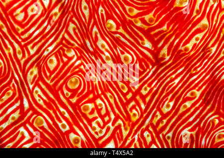Detail der Haut eines Candycane Seegurke (Thelenota rubralineata) Stockfoto