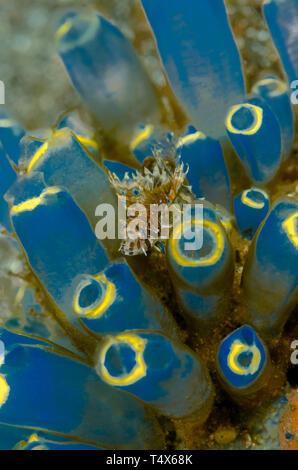 Jugendliche Gemeinsame oder Rot Rotfeuerfische (Pterois volitans) versteckt in Manteltieren Stockfoto