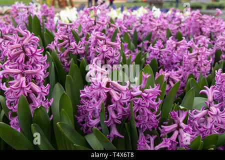 Bereich der lila Hyazinthen in voller Blüte im Frühjahr. Stockfoto