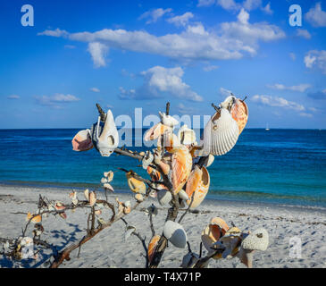 Auf Südwesten Florida Strände, Menschen Muscheln auf einen Baum oder eine Zweigniederlassung in Erinnerung an jemanden oder machen Sie einen Wunsch oder ein Segen schenken Stockfoto