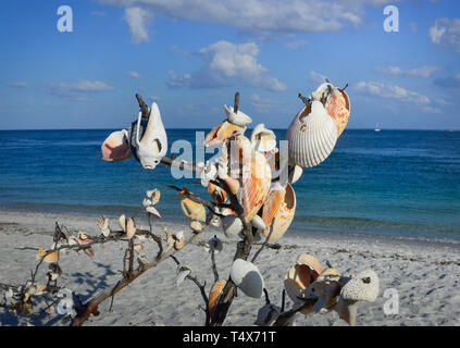 Auf Südwesten Florida Strände, Menschen Muscheln auf einen Baum oder eine Zweigniederlassung in Erinnerung an jemanden oder machen Sie einen Wunsch oder ein Segen schenken Stockfoto