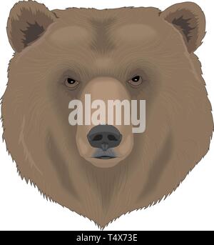 Brauner Bär Head Vector Illustration Stock Vektor