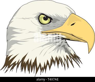 Bald Eagle Head Vector Illustration Stock Vektor