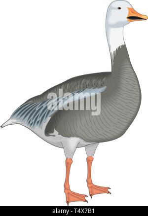 Snow Goose Vector Illustration Stock Vektor