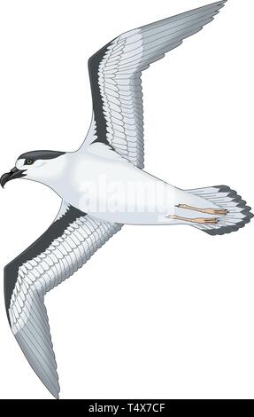 Schwarz bedeckte Petrel Flying Vector Illustration Stock Vektor