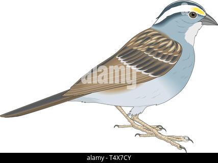 Spatz stehend Vector Illustration Stock Vektor