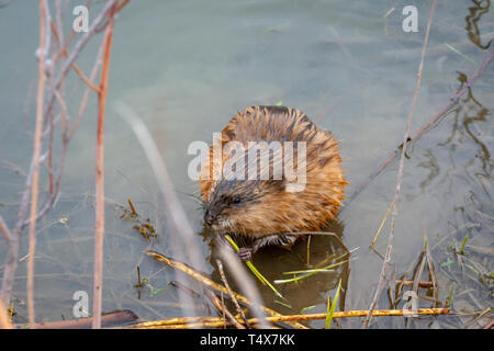 Ein Muskrat (Ondatra zibethicus), der Graswurzeln am Wasserrand des Biberteiches frisst, Castle Rock Colorado USA. Stockfoto