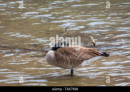 Kanadagans (Branta canadensis) Schlafen in seichten Bach für Schutz, Castle Rock Colorado USA. Foto im April getroffen. Stockfoto