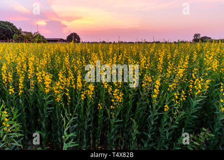 Hohe sunhemp Feld im Sonnenuntergang Zeit/CROTALARIA JUNCEA Stockfoto