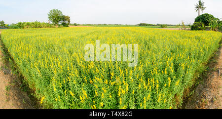 Hohe sunhemp Feld im Sonnenuntergang Zeit/CROTALARIA JUNCEA Stockfoto