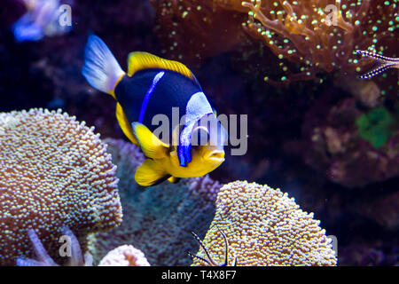 Fische im Korallenriff Stockfoto