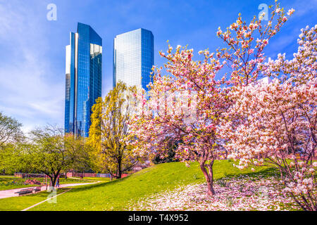 Magnolienbaum im Taunus Anlage in Frankfurt am Main, Deutschland Stockfoto