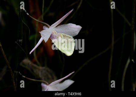 Dendrobium Crumenatum, Wild Orchid mit während Blütenblatt, riechen gut, es blühen mehr, wenn whe Wetter heiß ist und Regen. Stockfoto