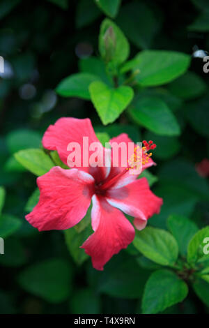 Bermuda, South Coast, Hibiskus (Hibiscus rosa-sinensis) Stockfoto