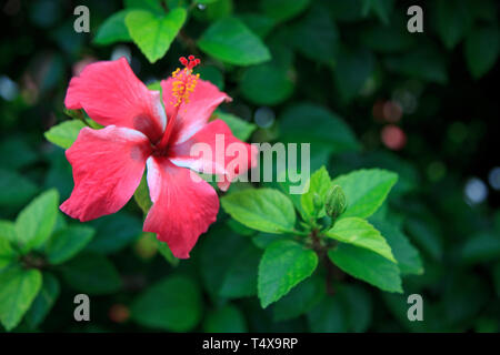 Bermuda, South Coast, Hibiskus (Hibiscus rosa-sinensis) Stockfoto