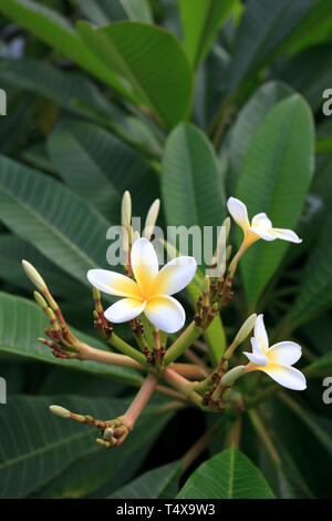 Bermuda, Südküste, Frangipane Blumen Stockfoto
