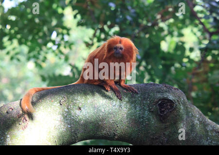 Bermuda, Flatts Village, Bermuda Aquarium, Museum und Zoo Stockfoto