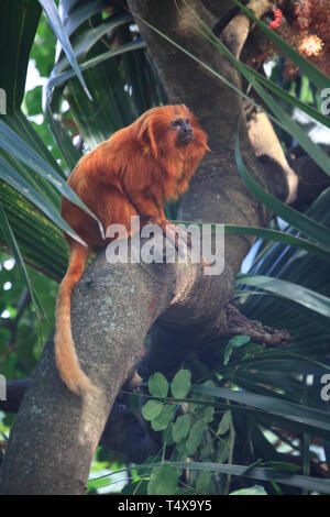 Bermuda, Flatts Village, Bermuda Aquarium, Museum und Zoo Stockfoto